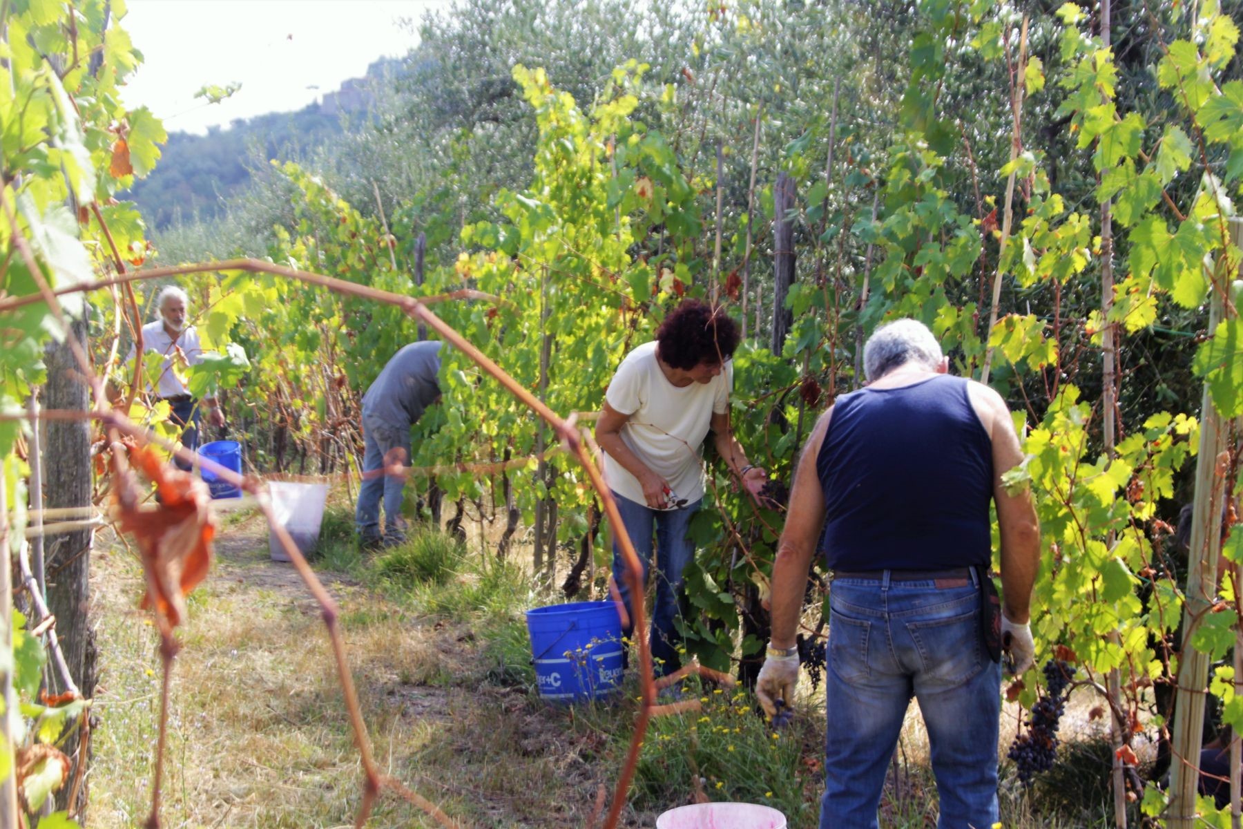 vingårdsferei i Toscana
