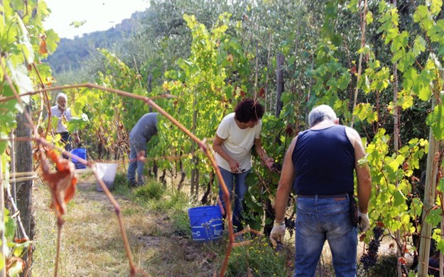 vingårdsferei i Toscana