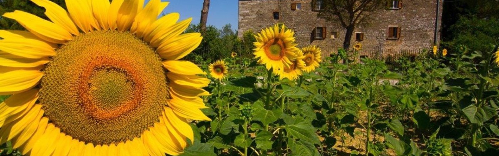 solsikker på mark i Toscana