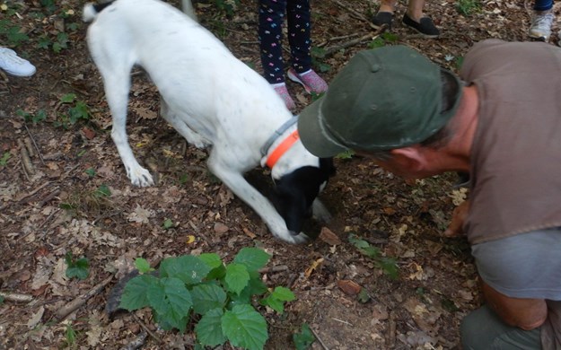 trøffeljagt med hund