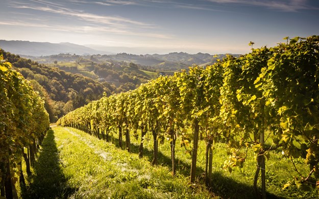 vinmarker i Toscana