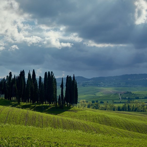 Cypresser ved San Quirico d'Orcia