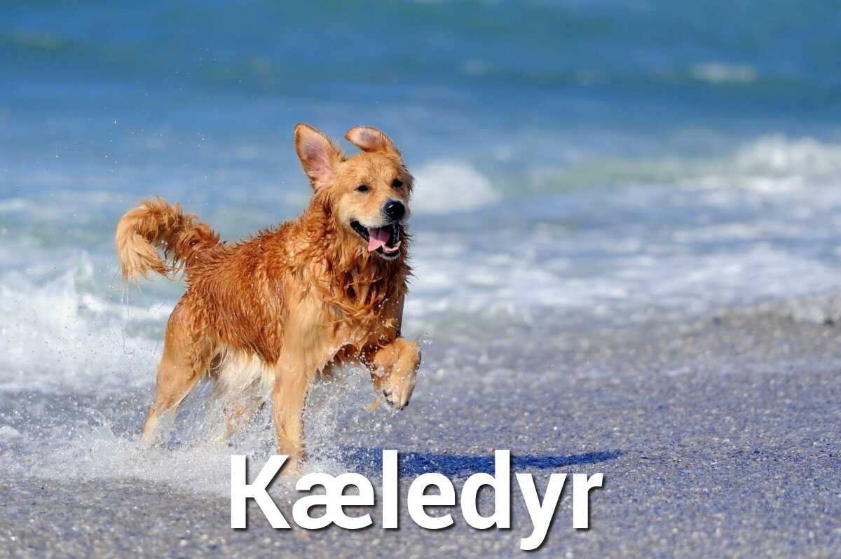 Feriebolig i Toscana, hvor kæledyr er velkomne