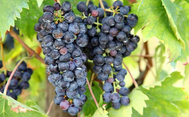 Vin fra Toscana