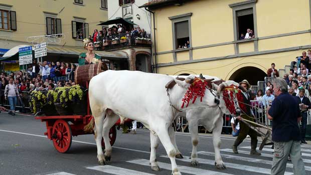 Chiusi vin festival