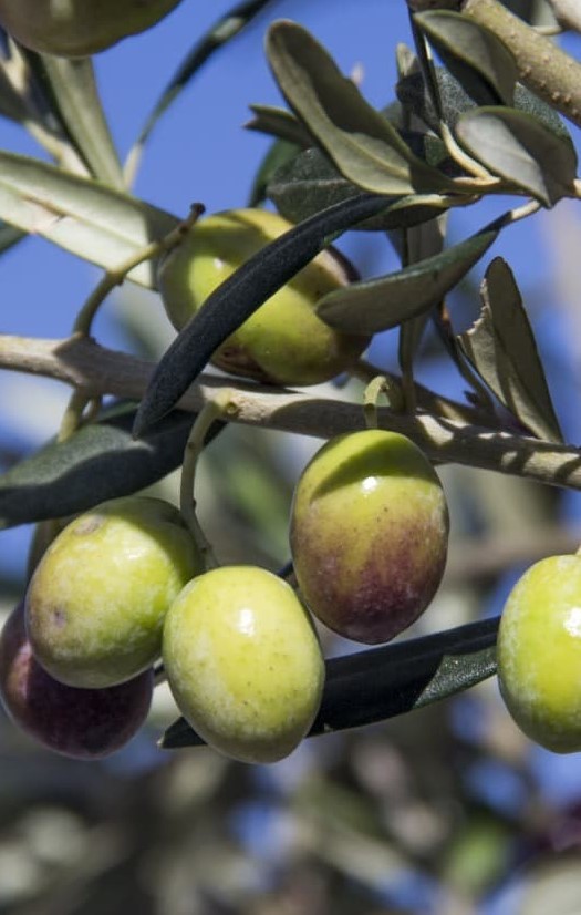 Oliven i Toscana