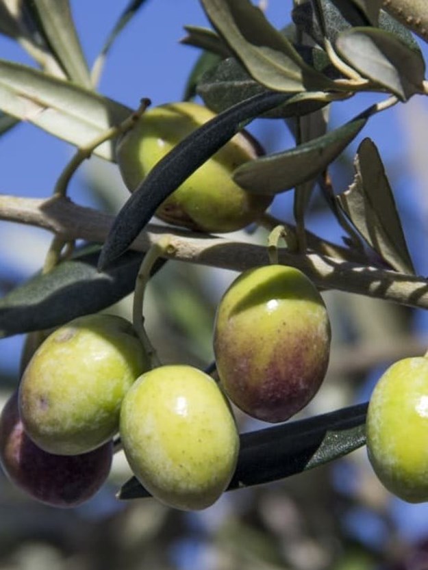 Oliven og olivenolie