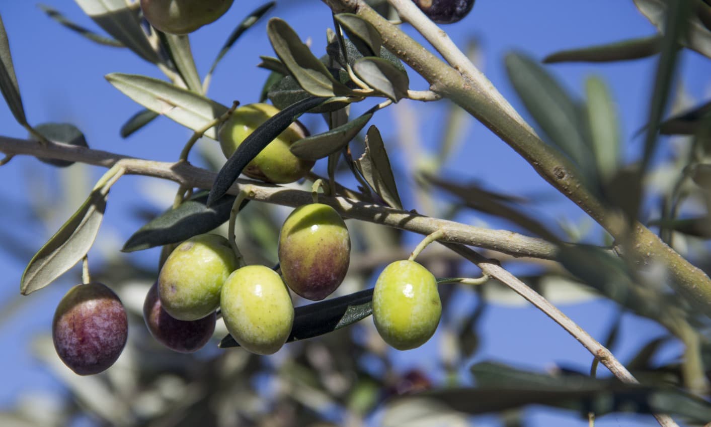 Olivenolie i Toscana