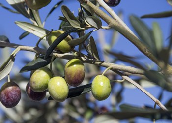 Olivenolie i Toscana
