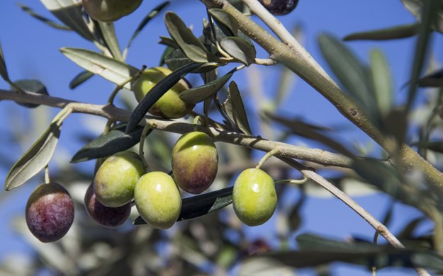Oliven og olivenolie