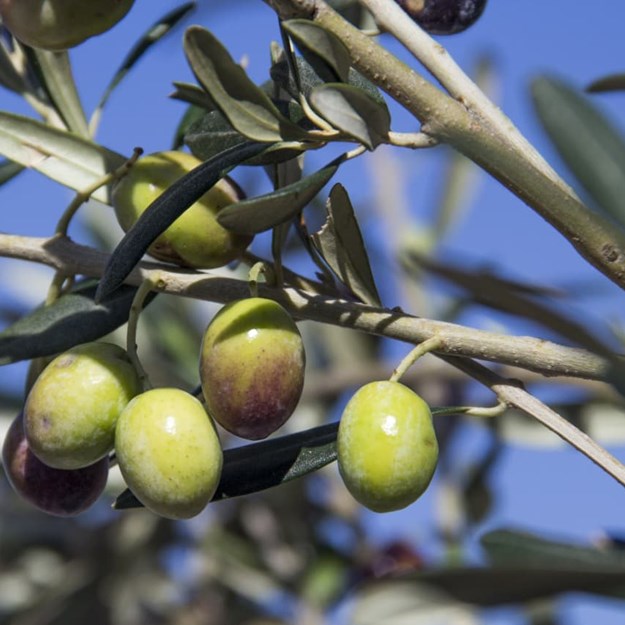 Olivenolie i Toscana