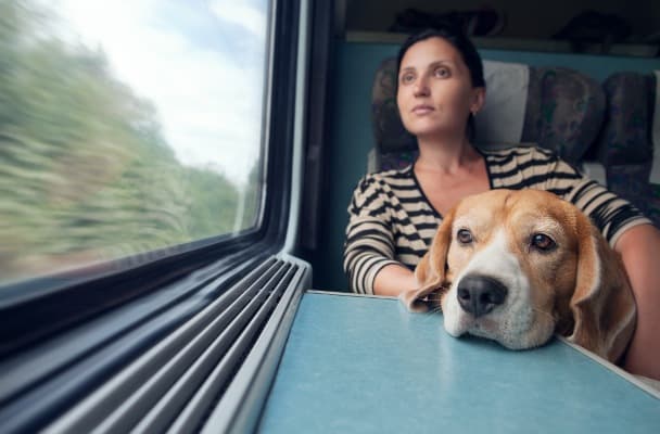 hund i tog
