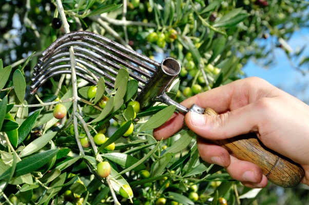 olivenhøst