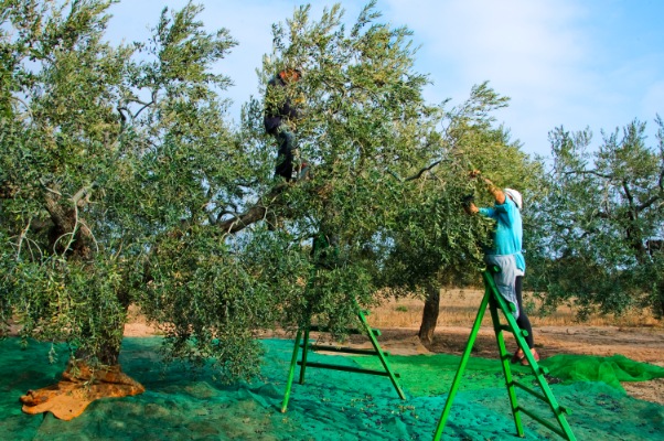 olivenhøst