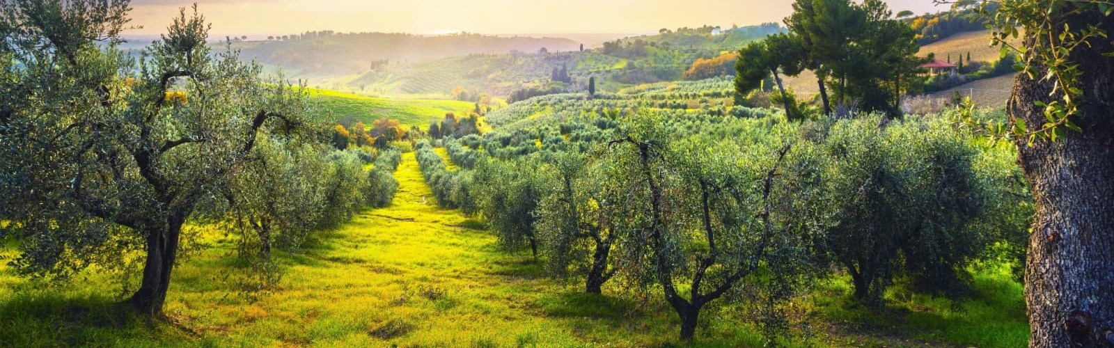 Oliven i Toscana i Italien