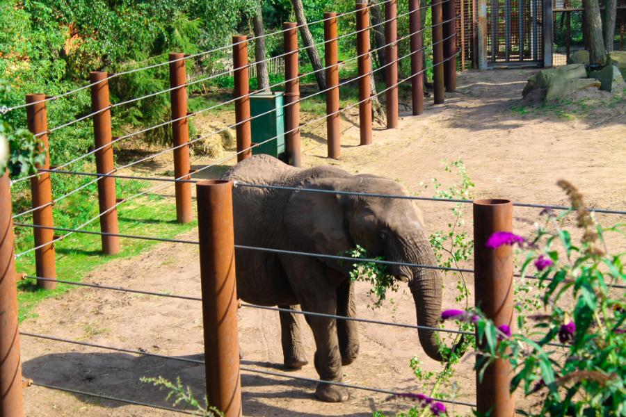 zoo